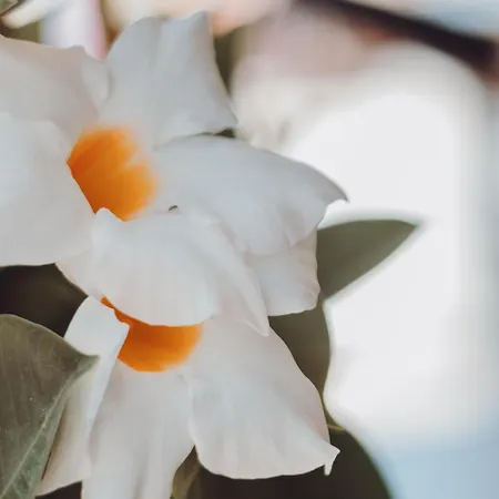 Hotel Royal Blue Dhërmi