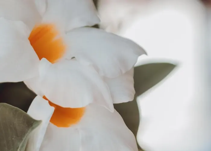 Hotell Royal Blue Dhërmi